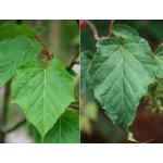 3_acer_capillipes-leaves.jpg